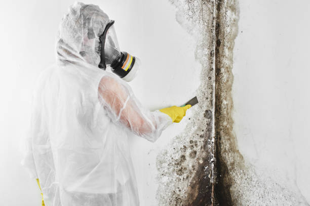 Best Mold Damage Repair  in Bowleys Quarters, MD