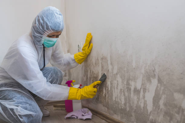 Best Mold Remediation Experts  in Bowleys Quarters, MD
