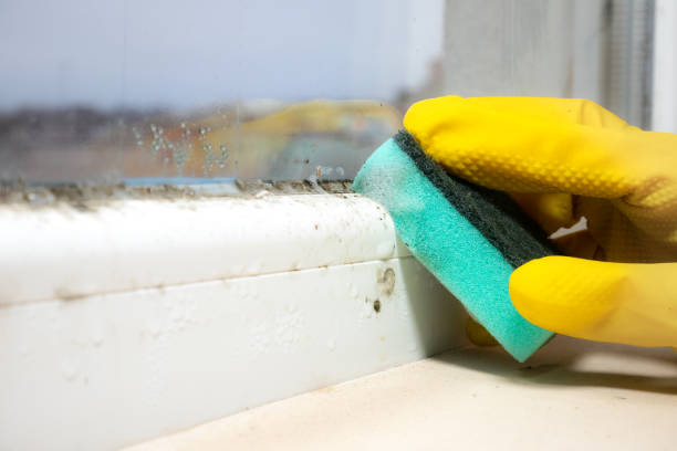 Trusted Bowleys Quarters, MD Mold Removal Experts