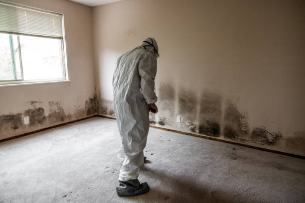 Best Affordable Mold Removal  in Bowleys Quarters, MD