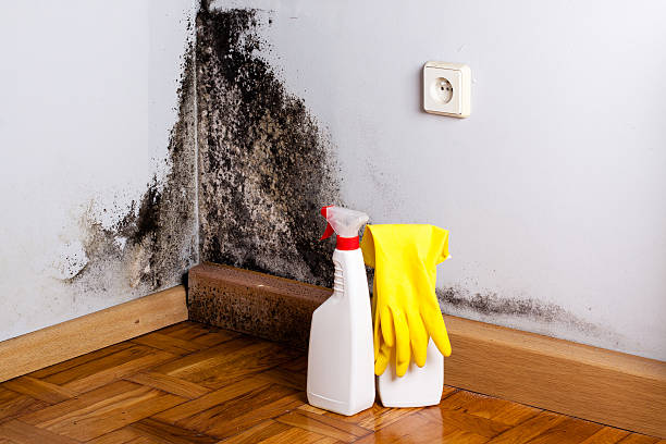 Best Mold Removal Process  in Bowleys Quarters, MD