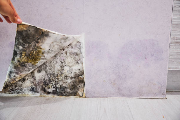 Mold Removal Process in Bowleys Quarters, MD